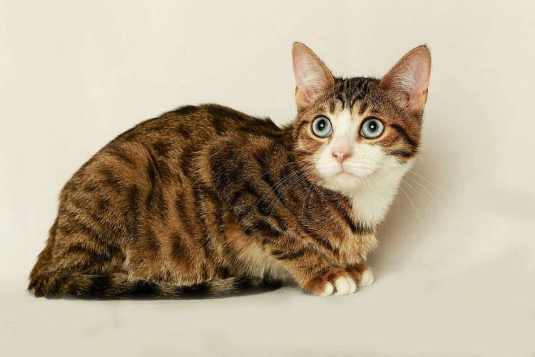 Портреты Мейн-кунов Robert Sijka