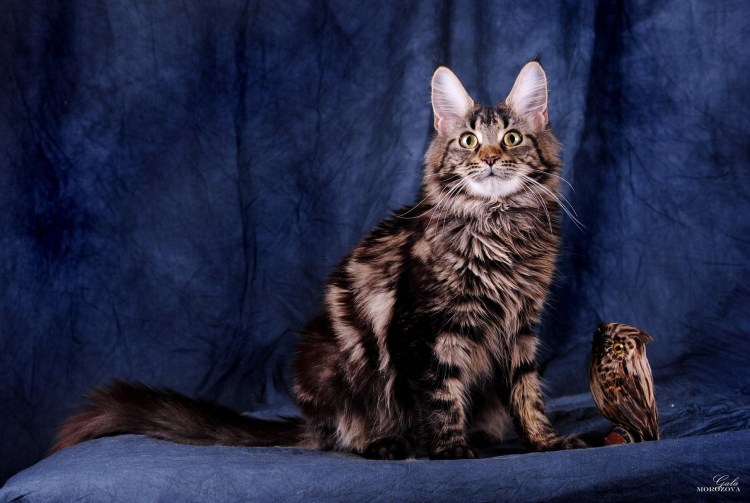 Порода Мейн кун