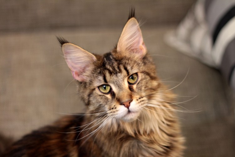 Мейн кун рыжий