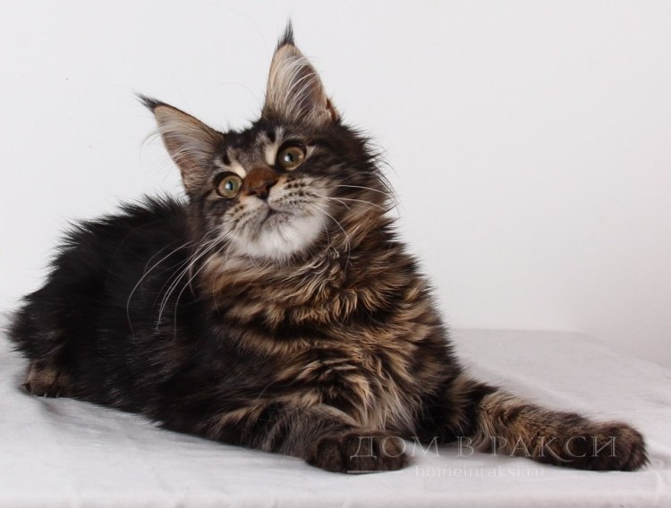 Кошки самки Мейн кун