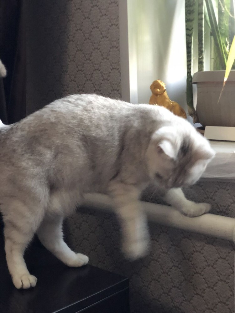 Мейн кун рекс