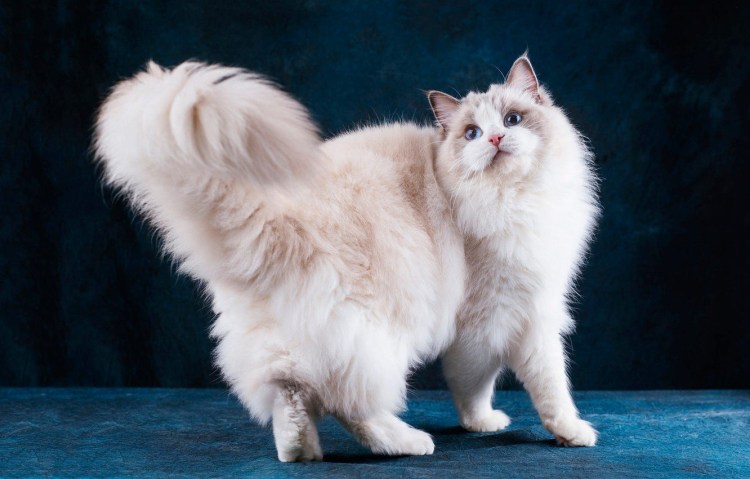 Порода кошек Мейн кун американская