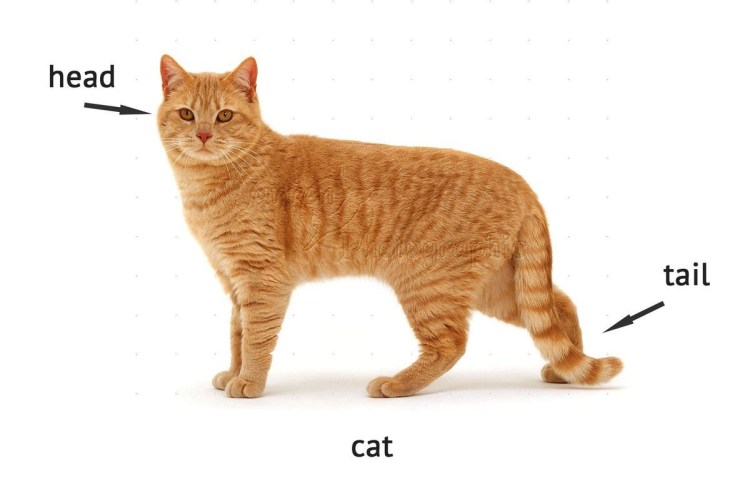 Кот сбоку в полный рост