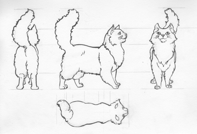 Кошка вид спереди референс