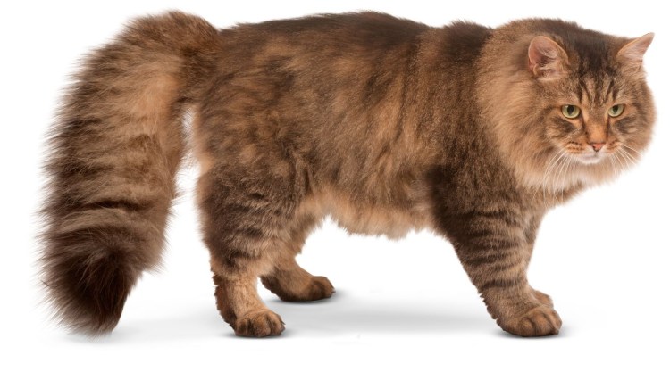 Сибирская кошка лапы