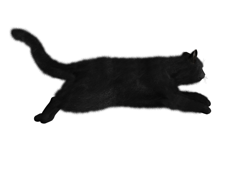 Кошка на прозрачном фоне