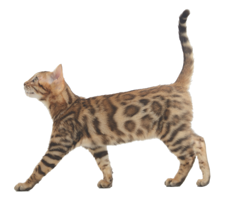 Кот бенгальский кот сбоку