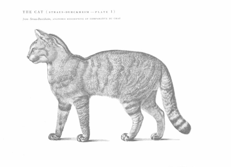 Анатомия кота вид сбоку