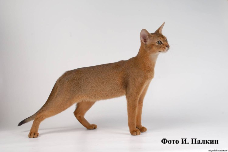 Морда кошки в профиль