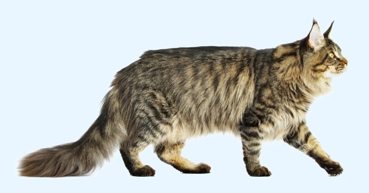 Восточная Сиамская кошка