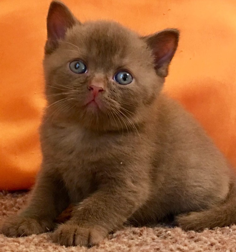 Шотландский скоттиш циннамон