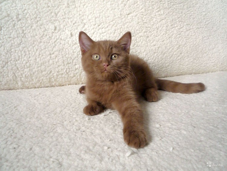 Британский кот циннамон