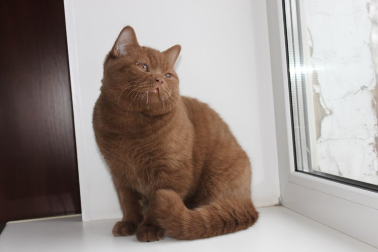 Британский кот циннамон