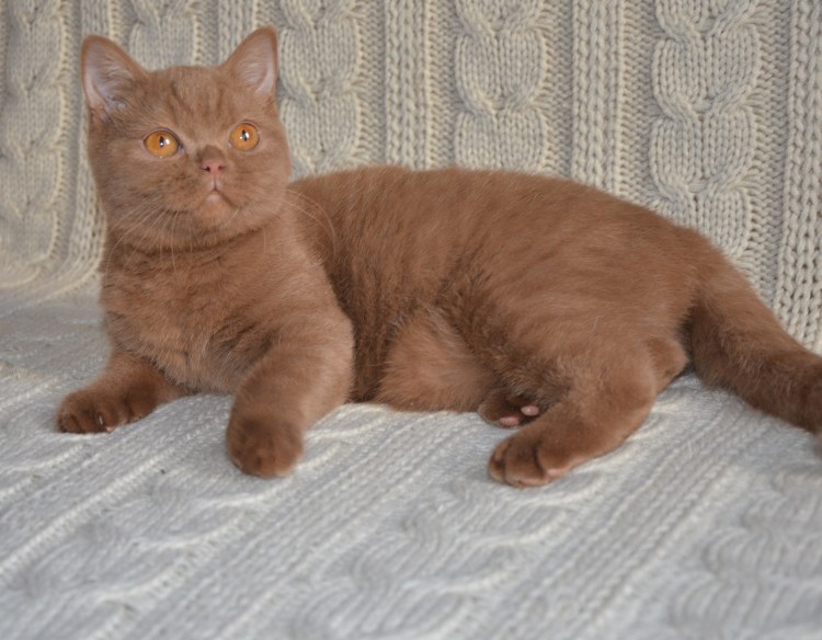 Британская кошка окрас циннамон
