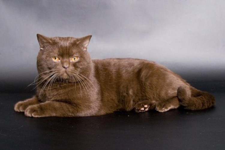 Шотландский циннамон