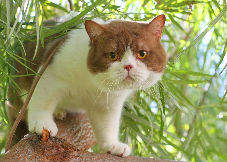 Британская короткошёрстная циннамон