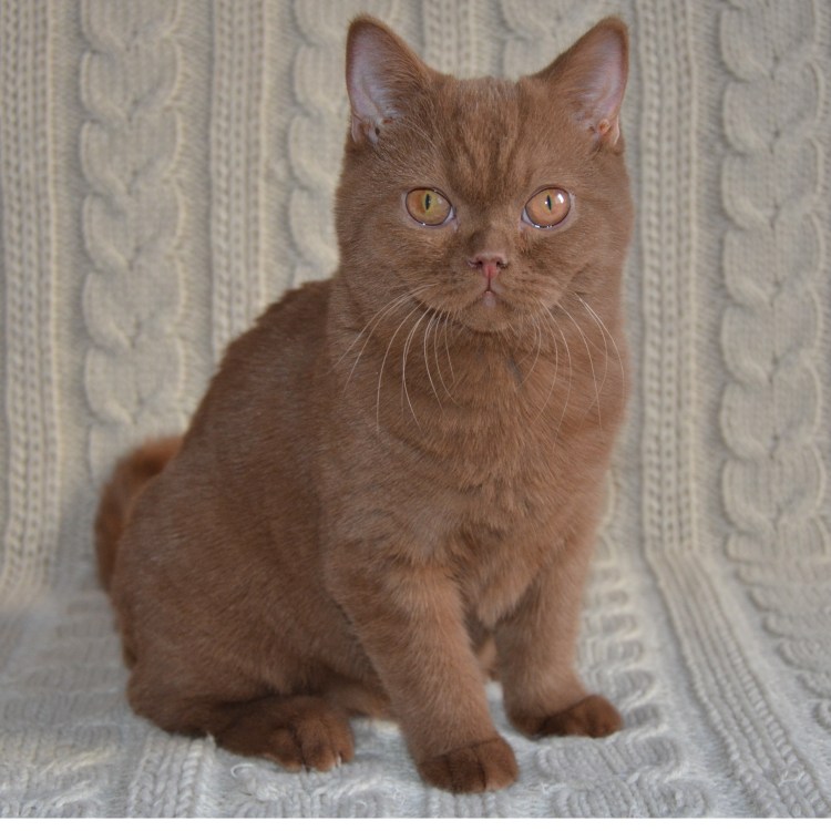 Циннамон фавн британский