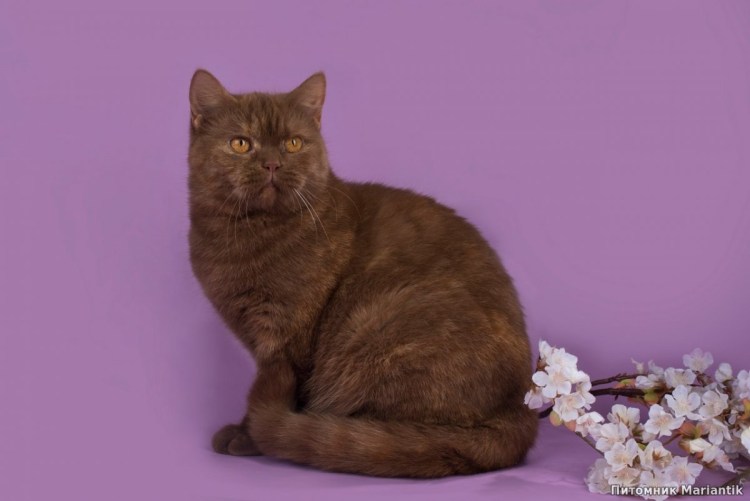 Циннамон экзот