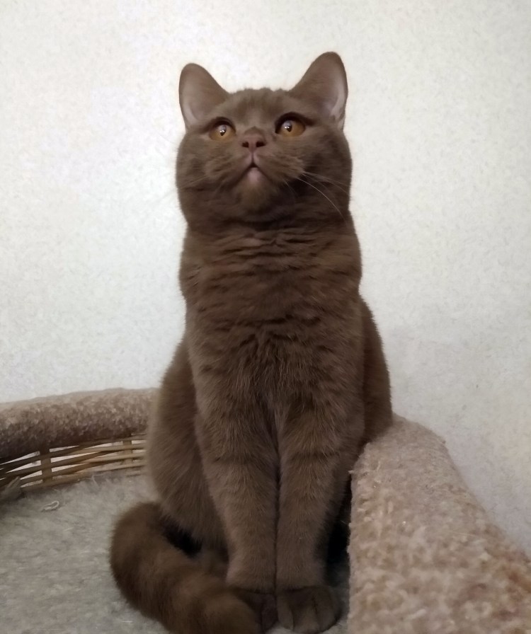 Темно шоколадные котята британцы