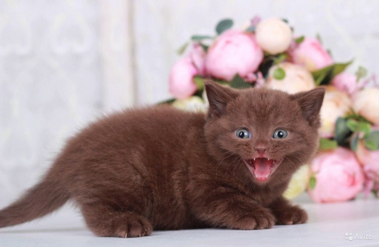 Британская короткошёрстная кошка циннамон