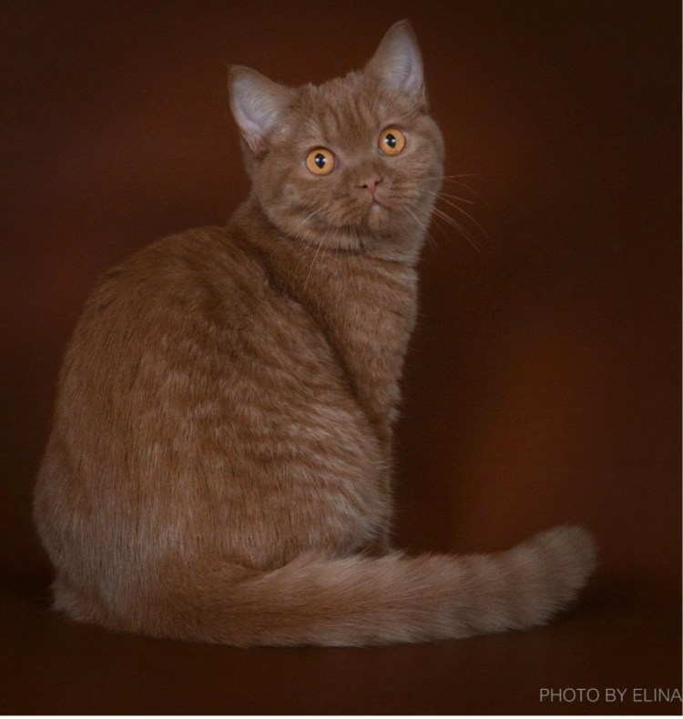 Британская короткошёрстная кошка циннамон