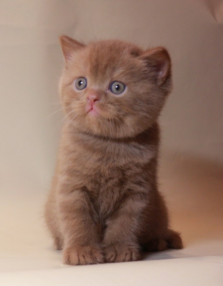 Циннамон биколор британец