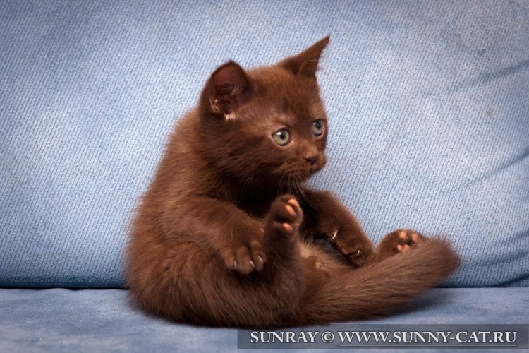 Британская циннамон биколор