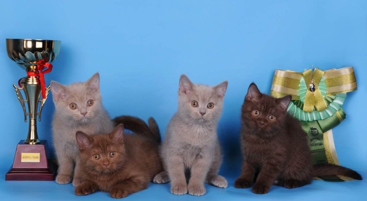 Бурма циннамон