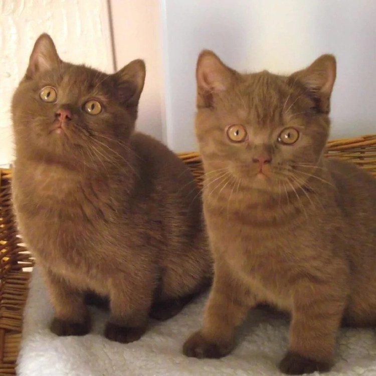 Шоколадный кот британец котенок