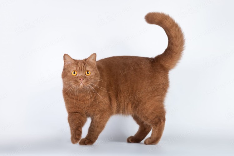 Британская короткошёрстная циннамон