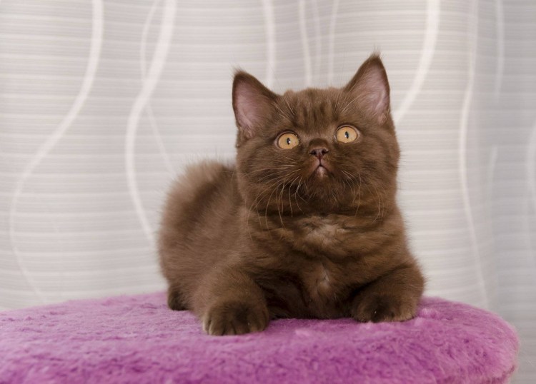 Кот шоколадного окраса