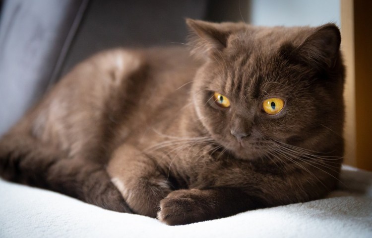 Йоркская шоколадная кошка короткошерстная