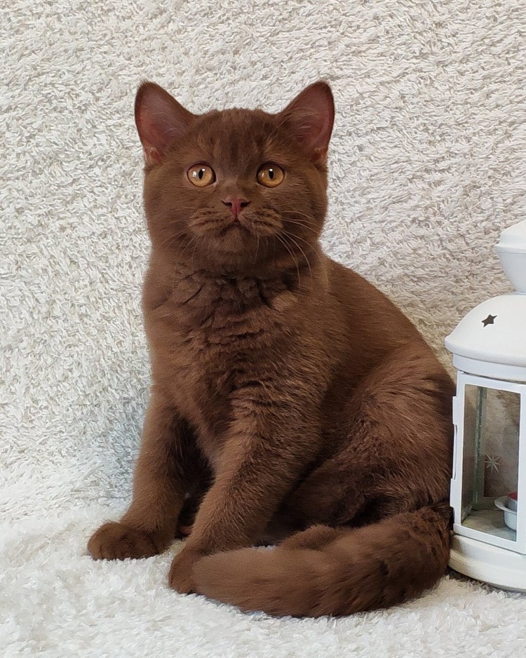 Британская короткошёрстная циннамон