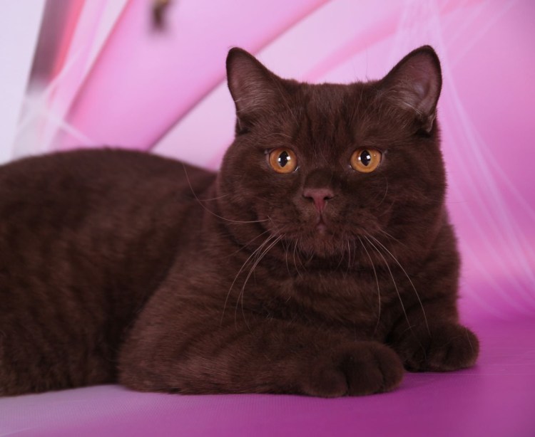 Британец страйт шоколадный