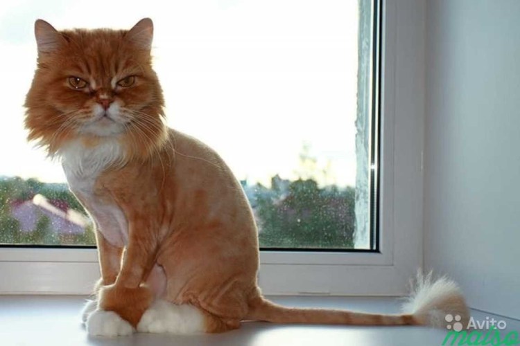 Стриженный кот