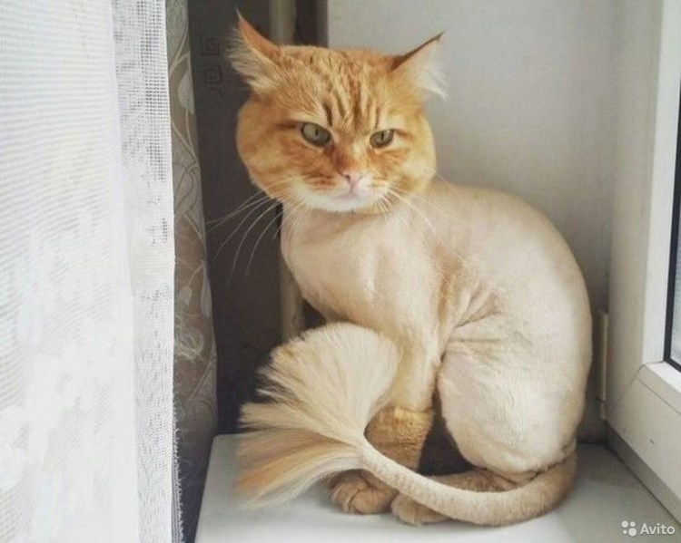 Кошачья стрижка под Льва