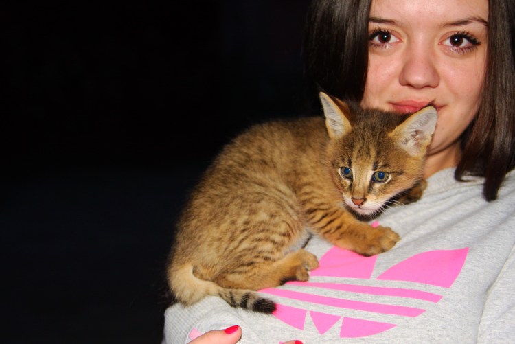 Камышовый кот чаузи