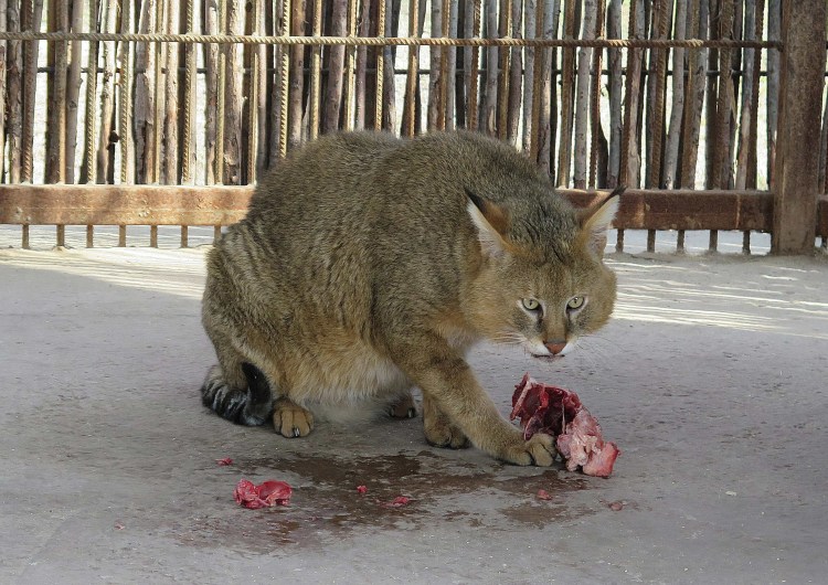 Камышовый кот