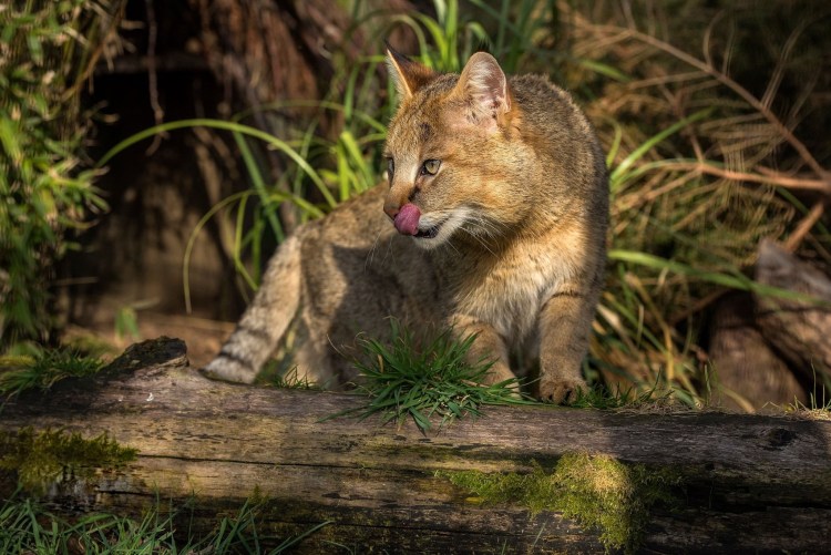 Камышовый кот серый