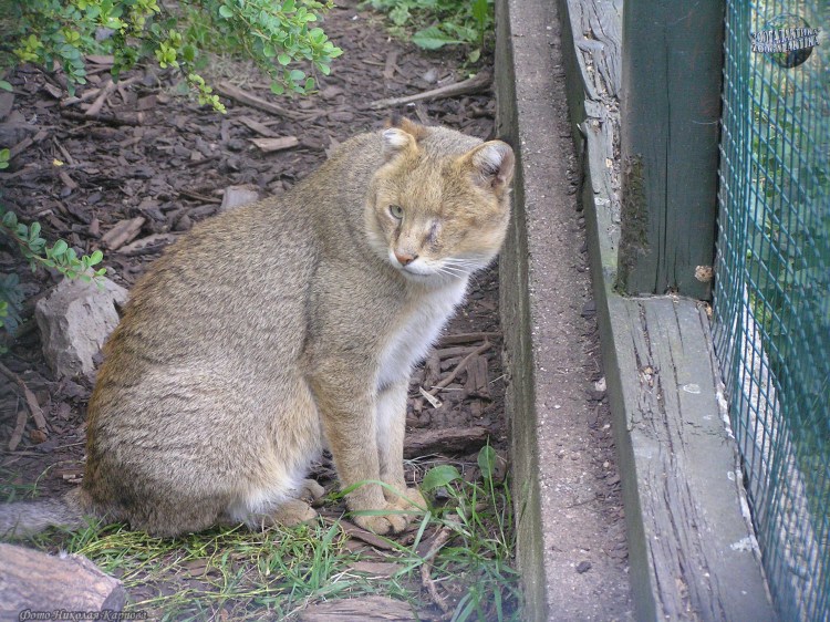 Сибирская Камышовая кошка