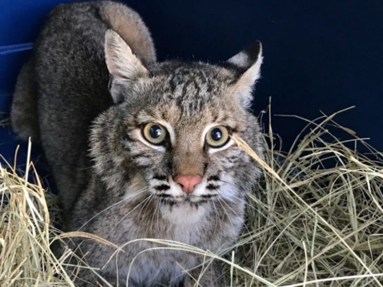 Камышовый кот серого цвета