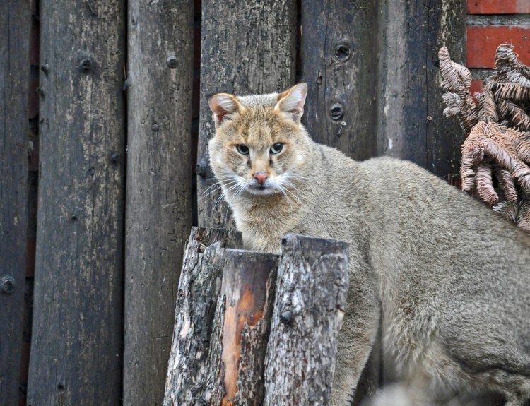 Камышовый кот Астраханской области