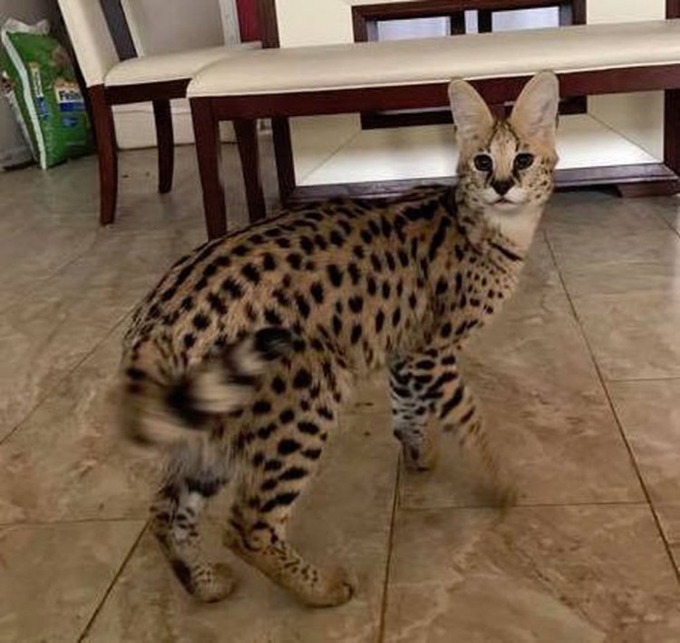 Кот сервал гуччи