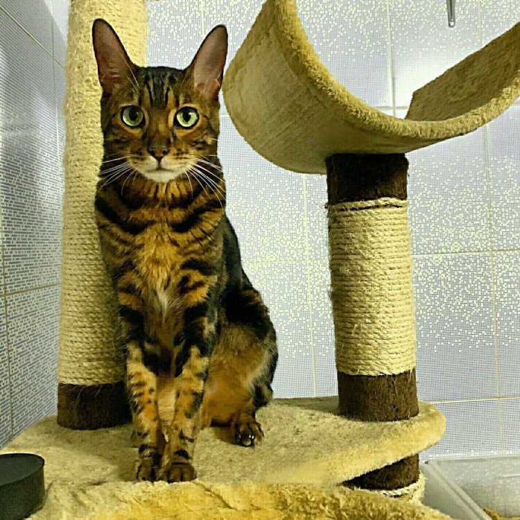 Сервал Ашера Саванна