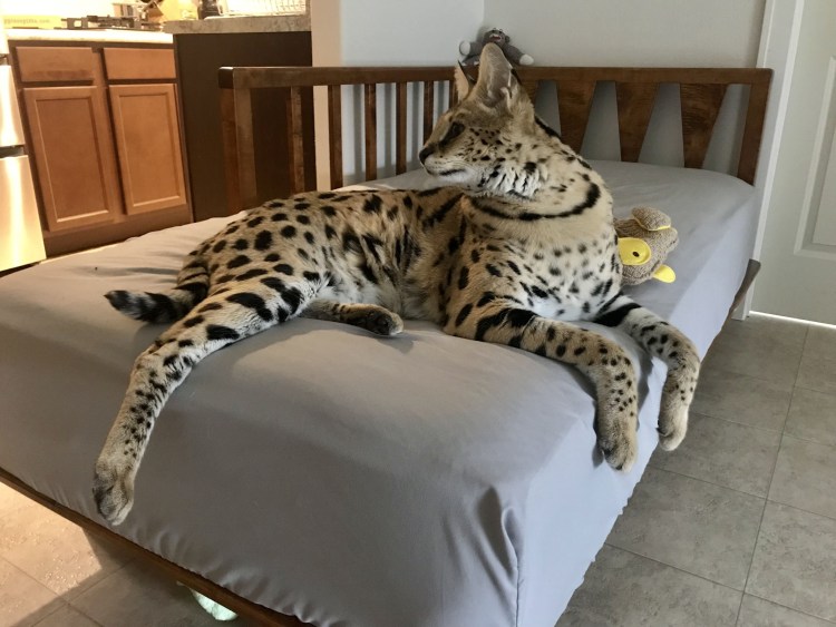 Кошка за 1000000