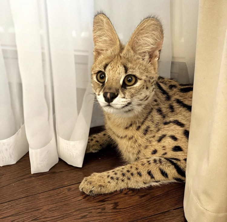 Сервал домашний с человеком