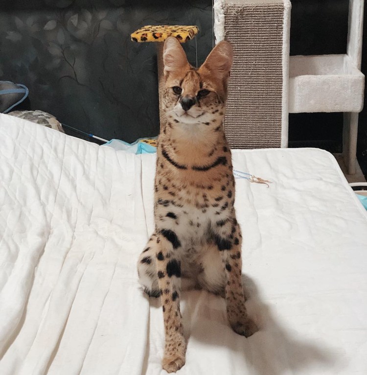 Кот сервал гуччи