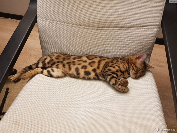 Сервал рост в холке