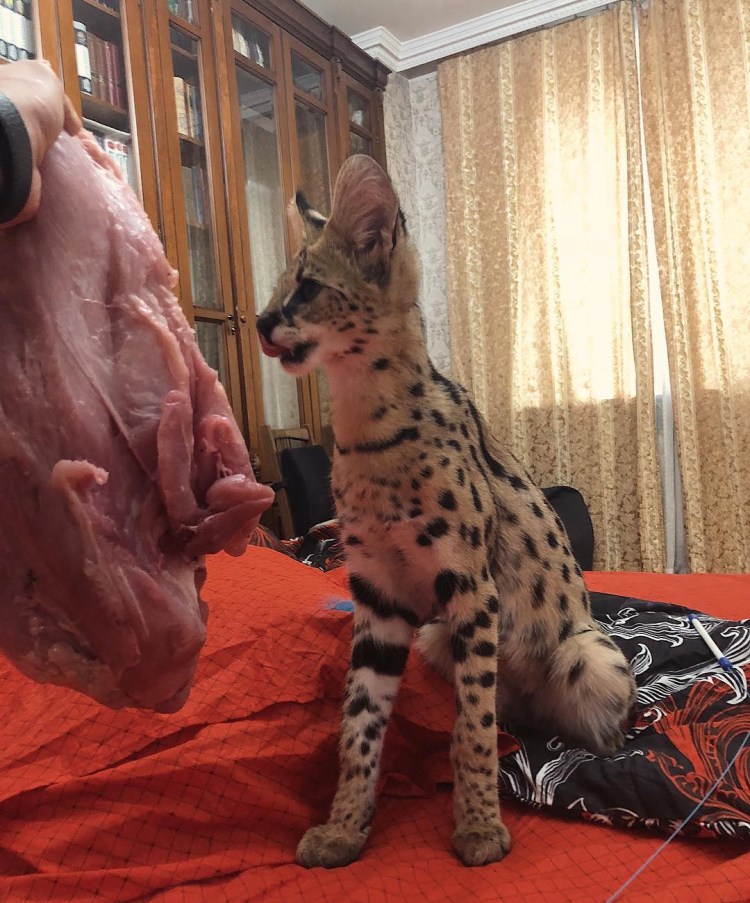 Кошка Саванна и сервал