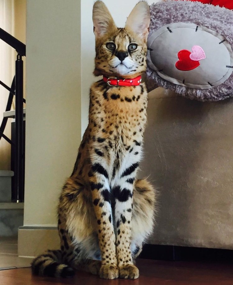 Афоня ТВ кот гуччи